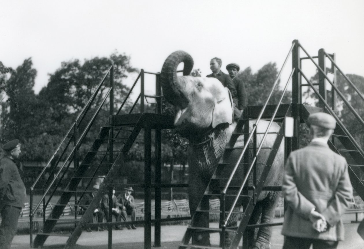 Syed Ali træner Indiarani, mens andre medarbejdere og brugere kigger på, London Zoo, juni 1922 (bw foto) af Frederick William Bond