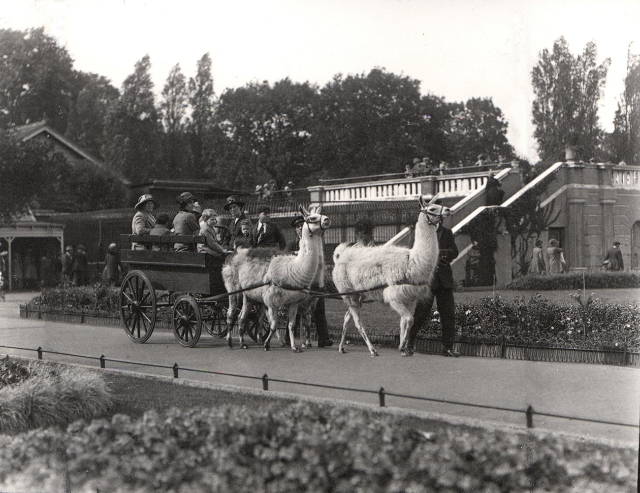 Lama-turen - en gang et indslag i ZSL London Zoo, september 1923 af Frederick William Bond