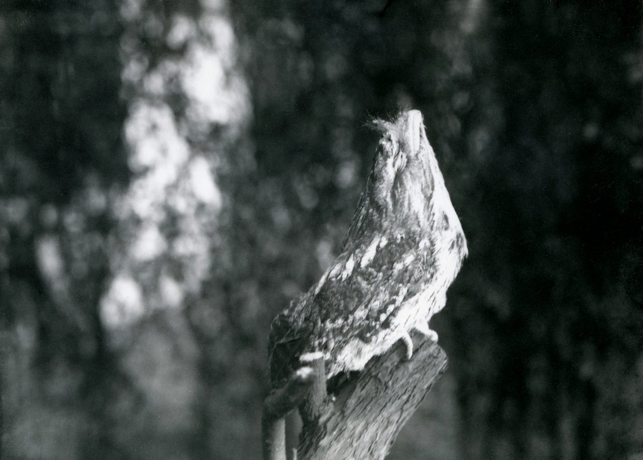 Den kryptiske fjerdragt og hvilestilling af en Tawny Frogmouth camouflerer den på en gren i London Zoo, december 1921 af Frederick William Bond