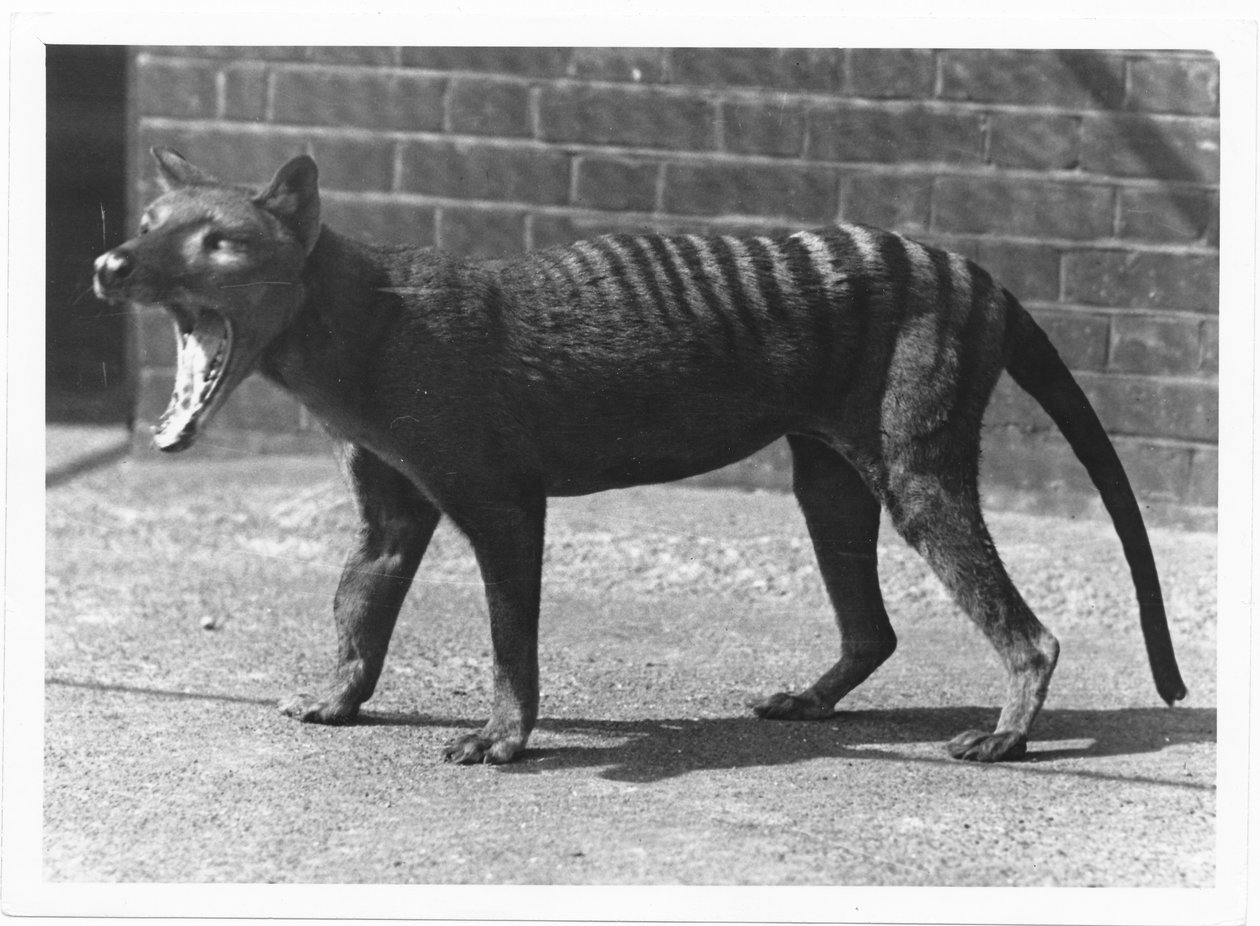 Den nu uddøde Tasmanske Tiger, eller Thylacine, 1914 af Frederick William Bond