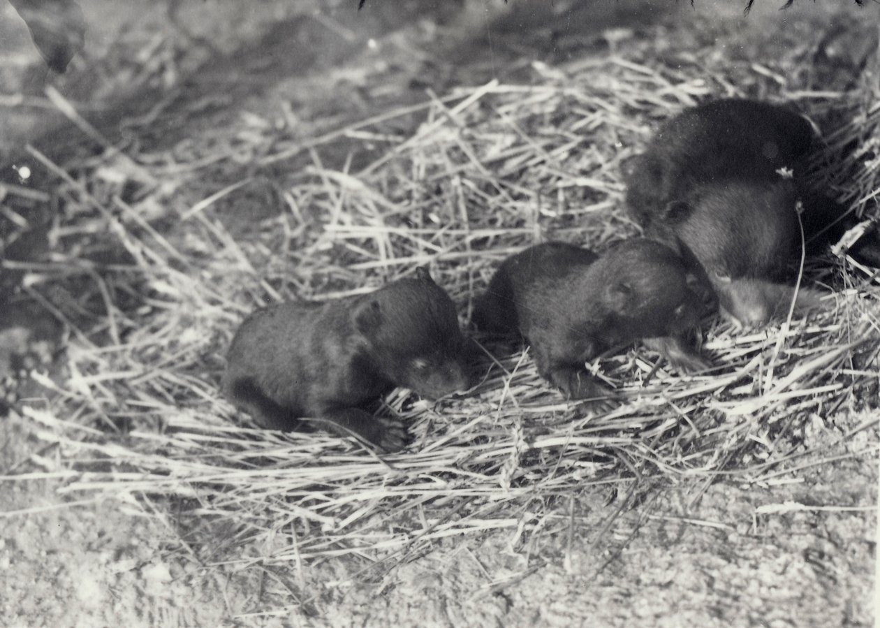 Tre brune og sorte bjørneunger på 5 eller 6 uger i London Zoo, februar 1920 af Frederick William Bond