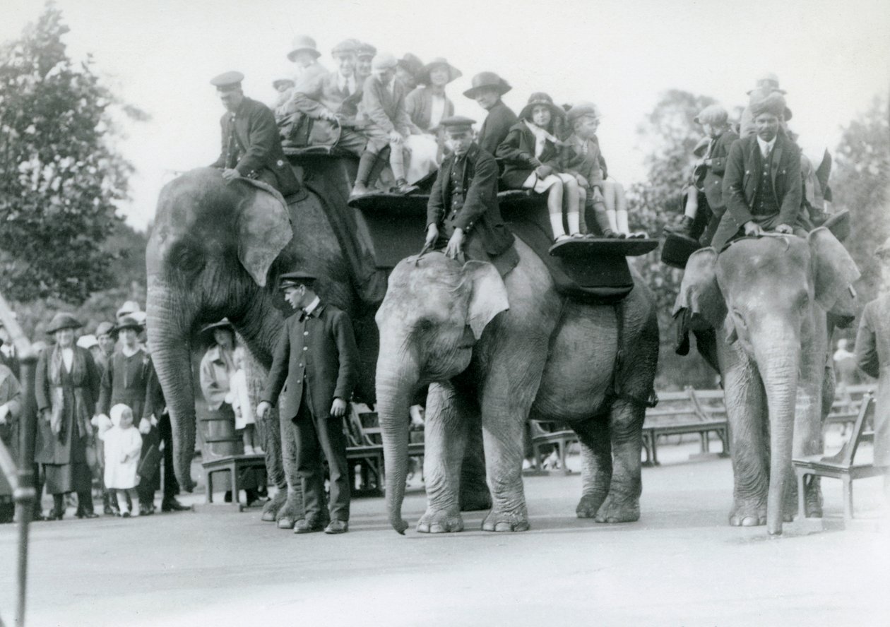 Tre indiske elefanter giver de besøgende rideture i London Zoo, 1923 (sort foto) af Frederick William Bond