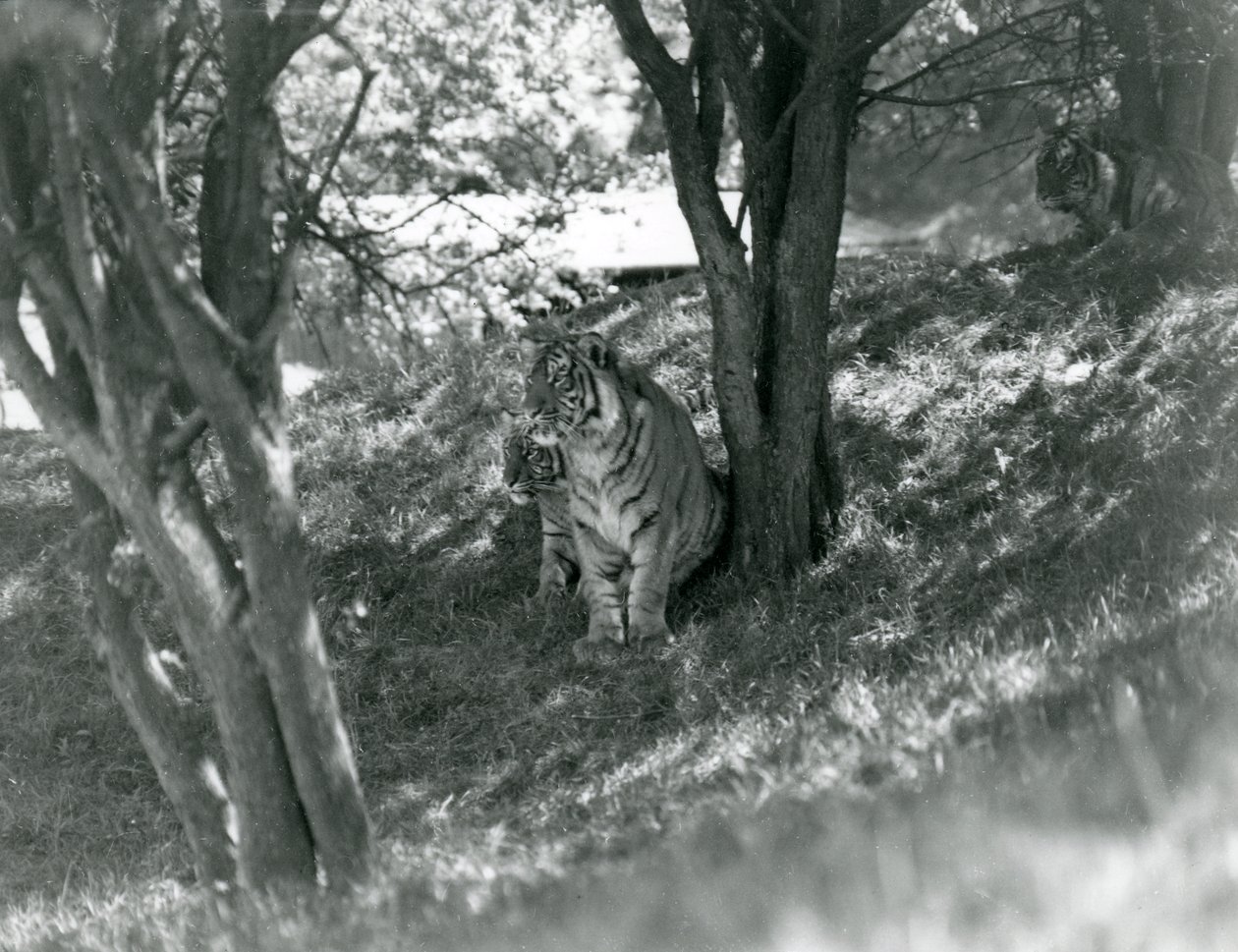 Tre tigre hviler under små træer i deres nye indhegning ved Whipsnade, maj 1934. af Frederick William Bond