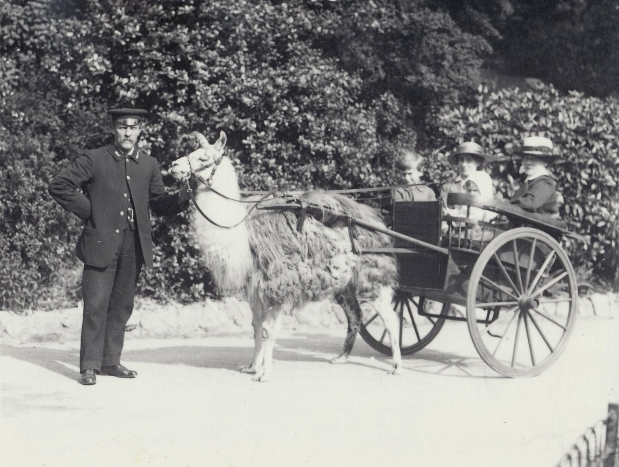 Tre besøgende inklusive en ung dreng, der kører i en vogn trukket af en lama med en keeper, London Zoo, maj 1914 af Frederick William Bond