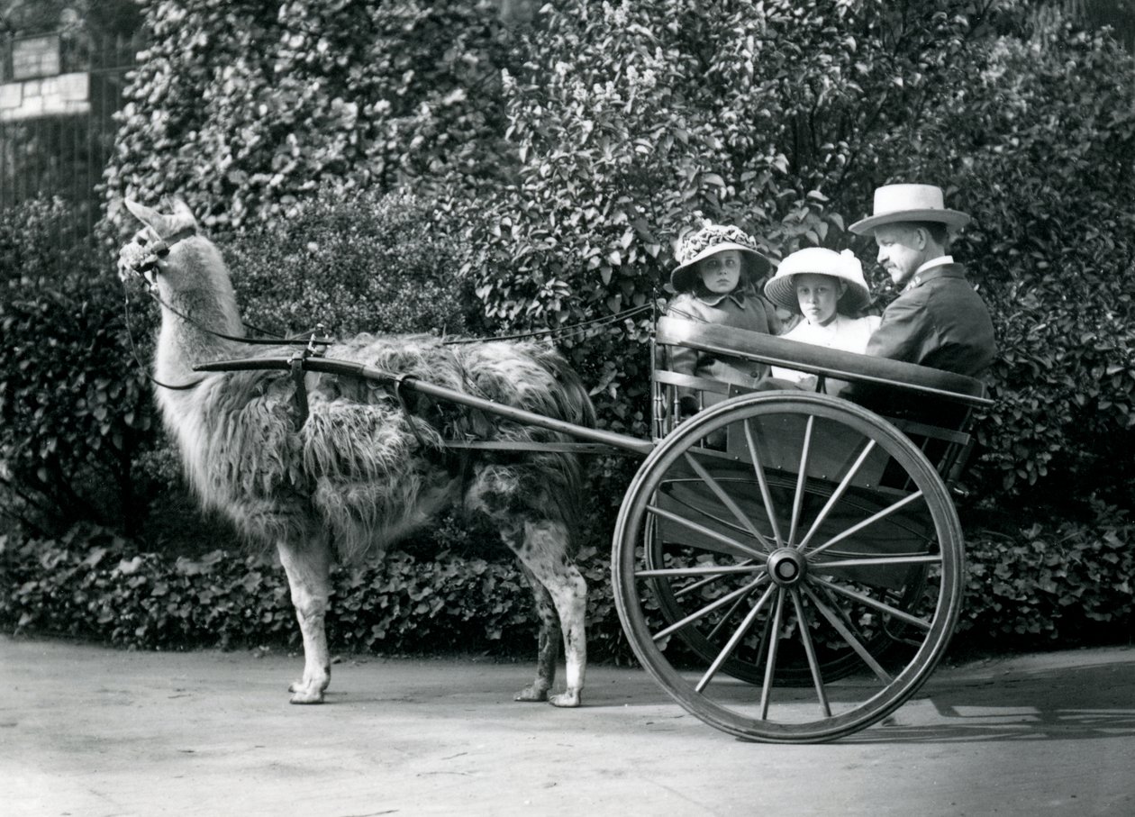 Tre besøgende, inklusive to unge piger, der kører i en vogn trukket af en lama, London Zoo, ca. 1912 af Frederick William Bond
