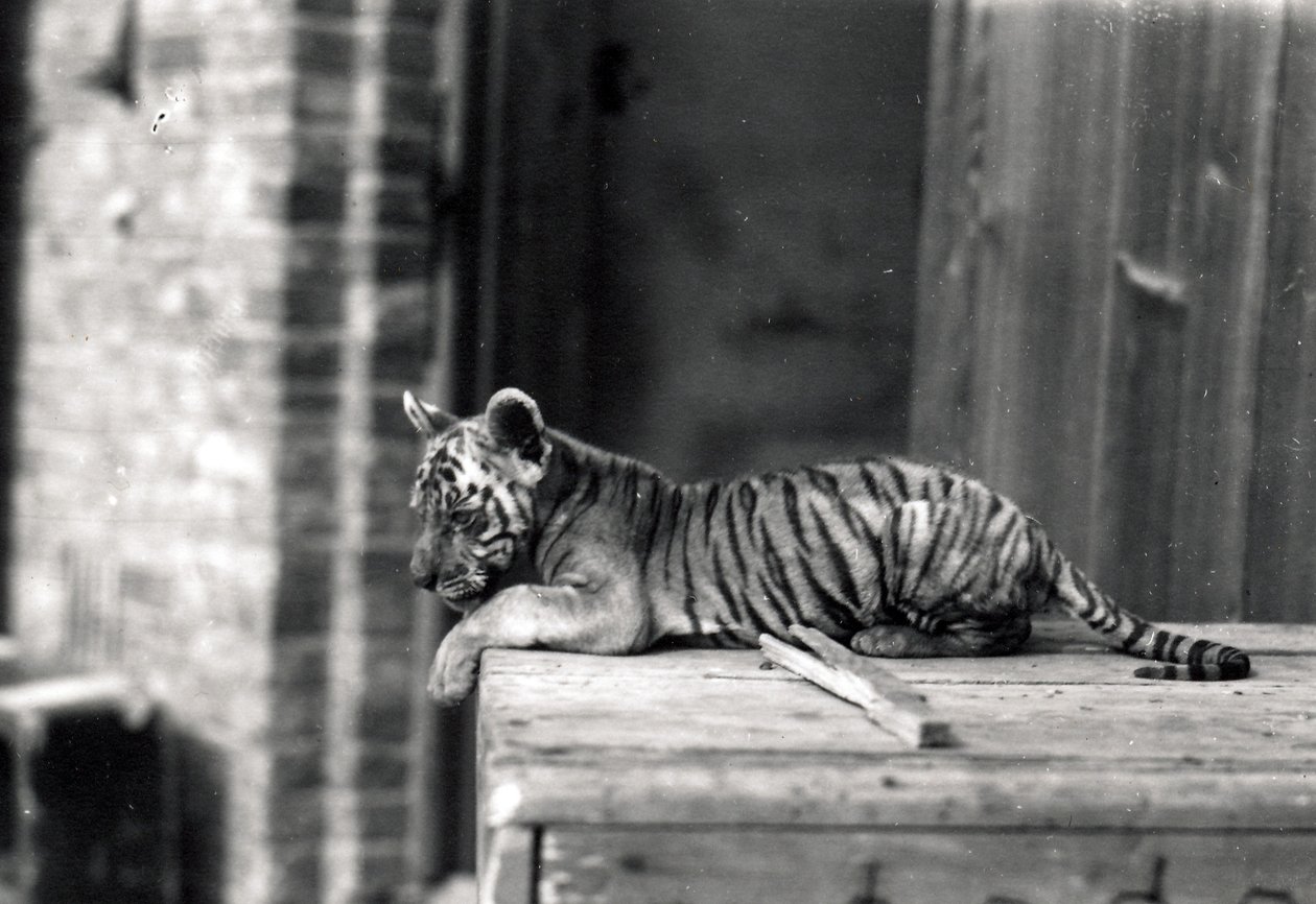Tigerunge liggende, 1914 af Frederick William Bond