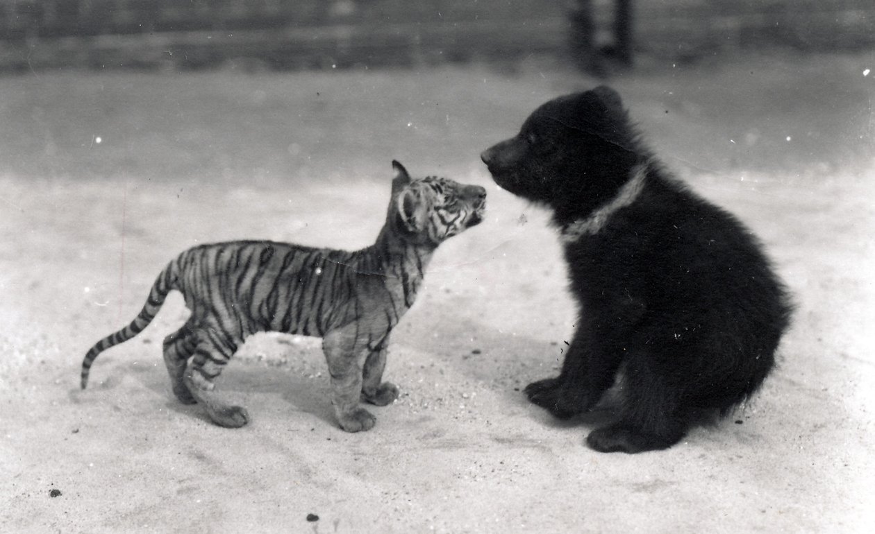 Tigerunge møder bjørneunge, 1914 af Frederick William Bond