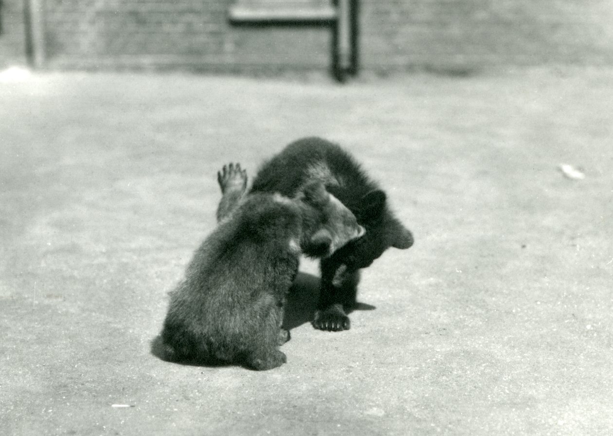 To brunbjørneunger boltrer sig i London Zoo, juni 1914 af Frederick William Bond