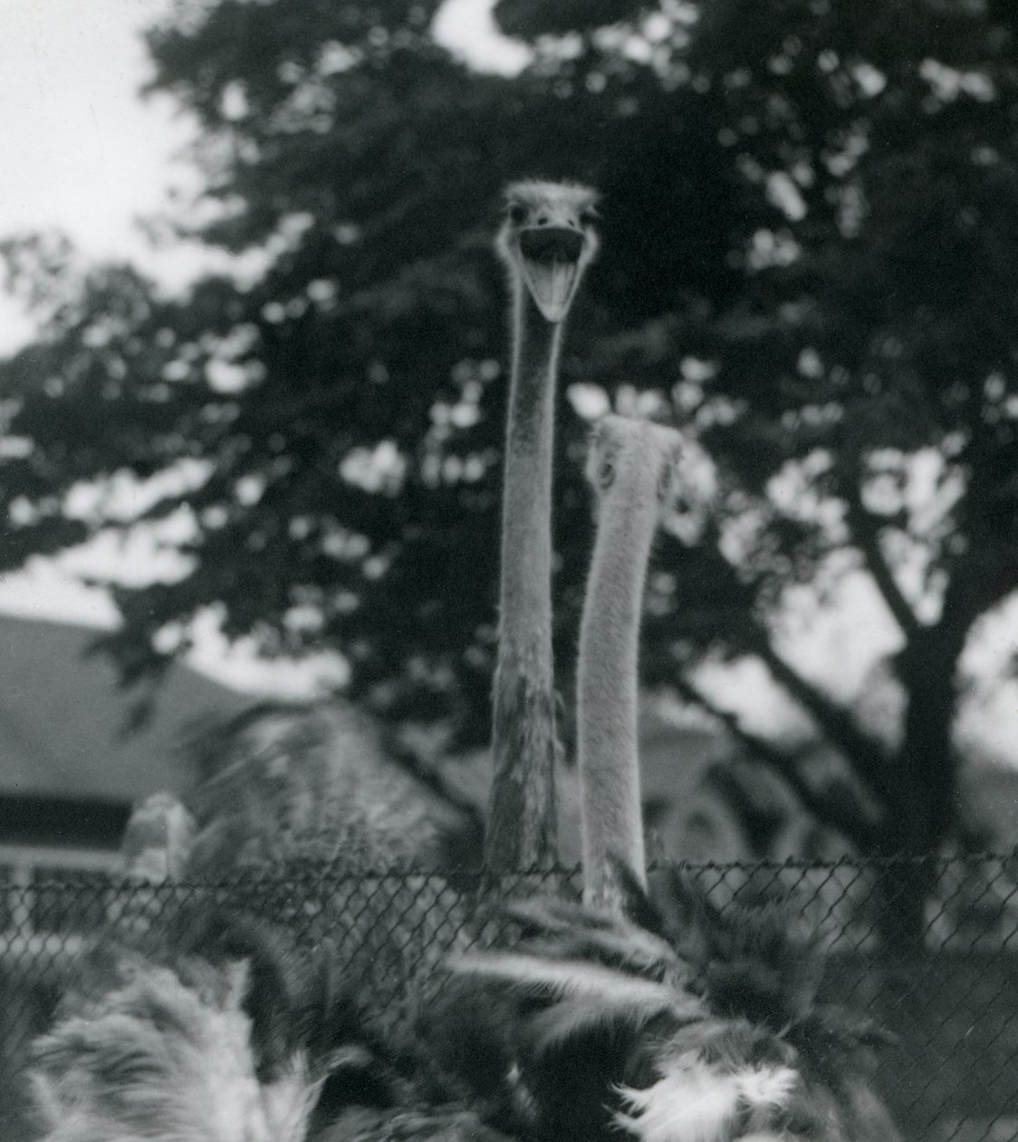 To strudse hilser på hinanden over et hegn i London Zoo, 1923 (bw foto) af Frederick William Bond