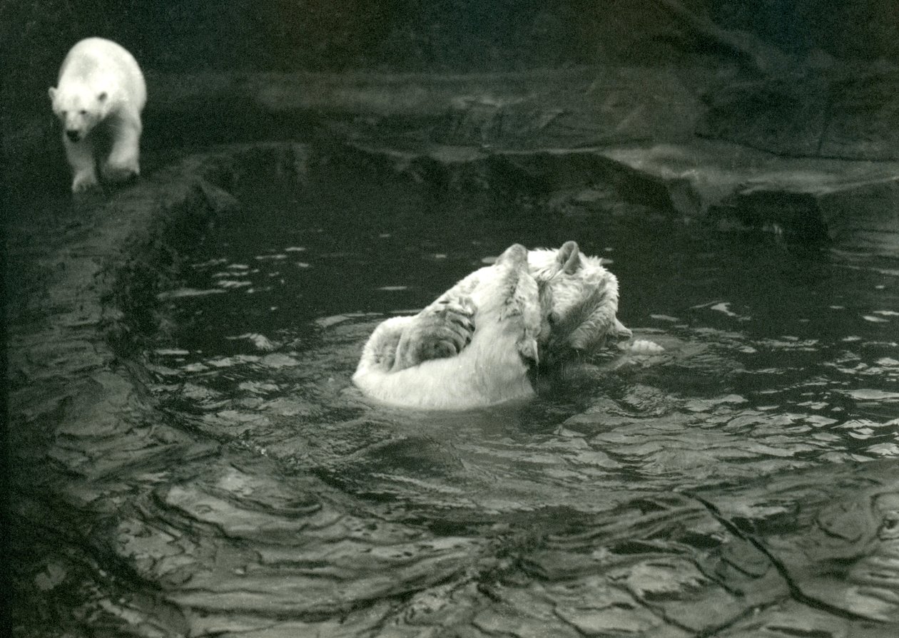 To isbjørne boltrer sig i deres pool, mens en anden går forbi, London Zoo, juni 1922 af Frederick William Bond