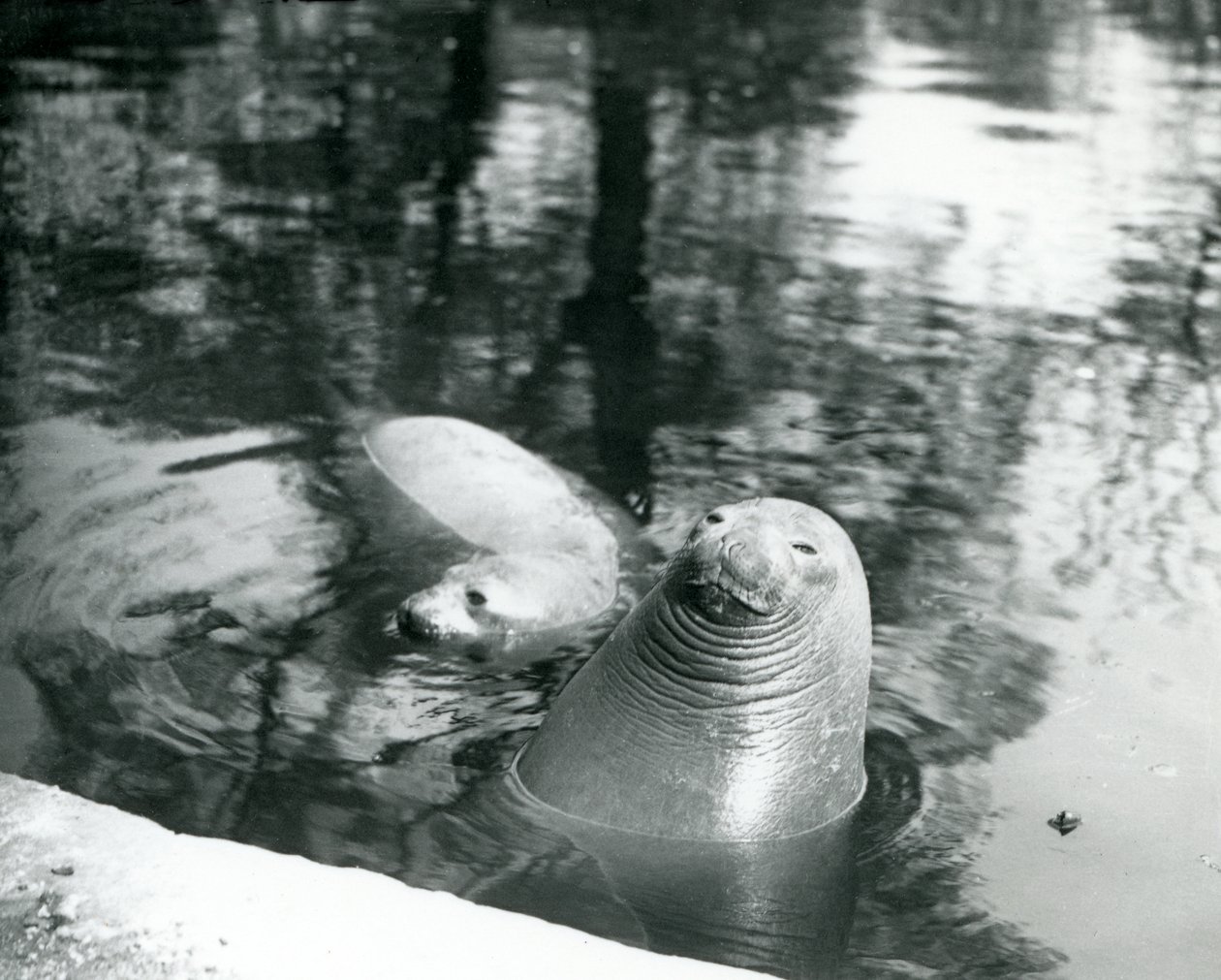 To sydlige elefantsæler i deres pool i London Zoo, 20. april 1914 af Frederick William Bond
