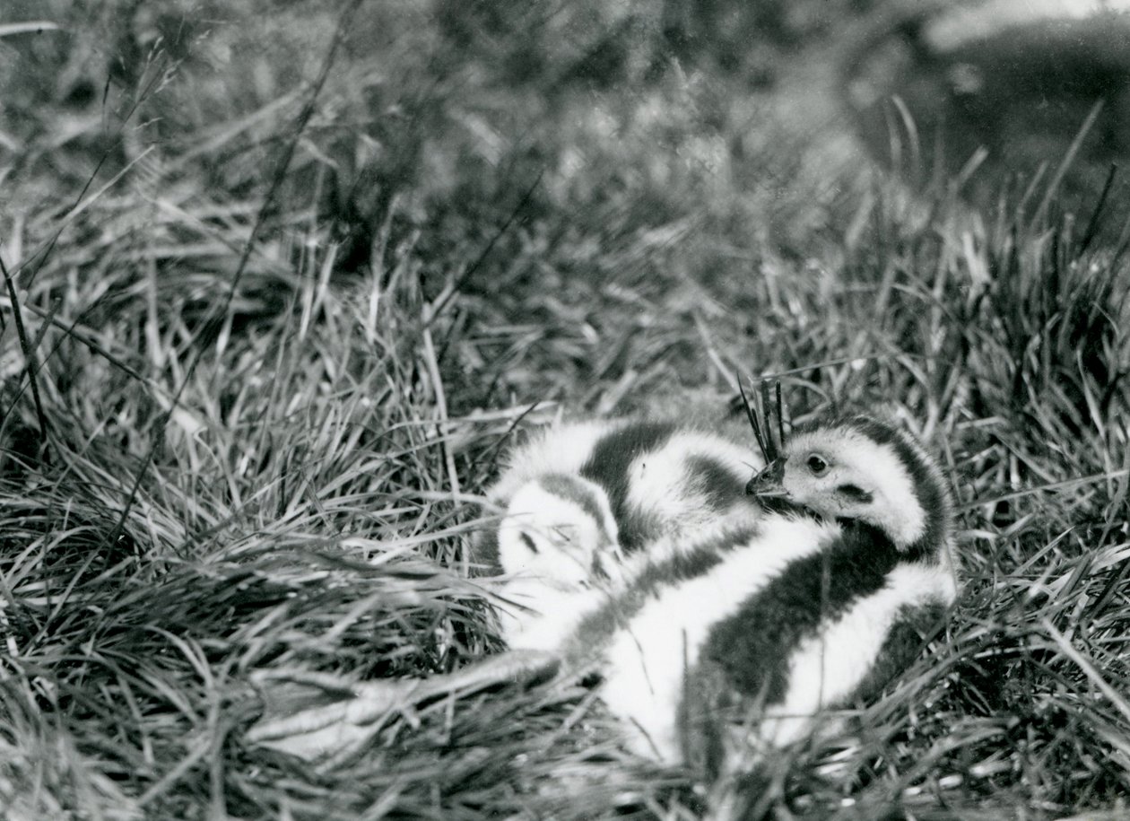 To unge Andesgæs i London Zoo, august 1916. af Frederick William Bond