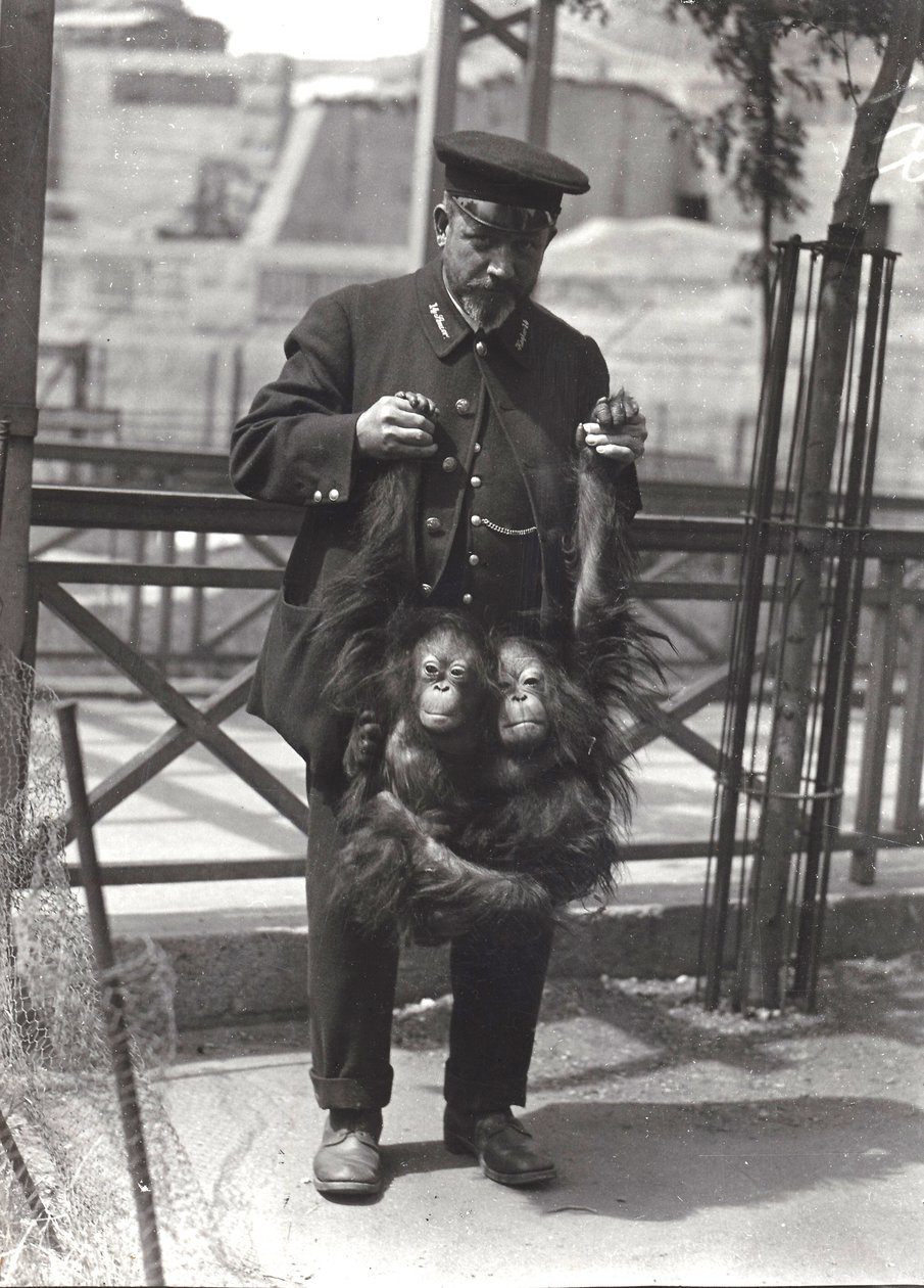 To unge orangutanger holdes op af armene af keeper Rodwell i London Zoo, april 1916 af Frederick William Bond