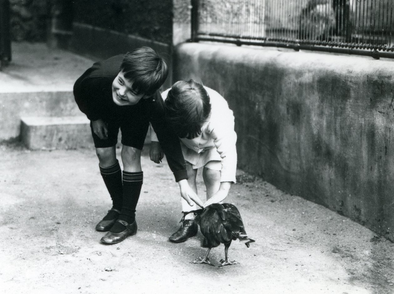 To unge besøgende møder en tam stribet Caracara i London Zoo, juni 1914 af Frederick William Bond