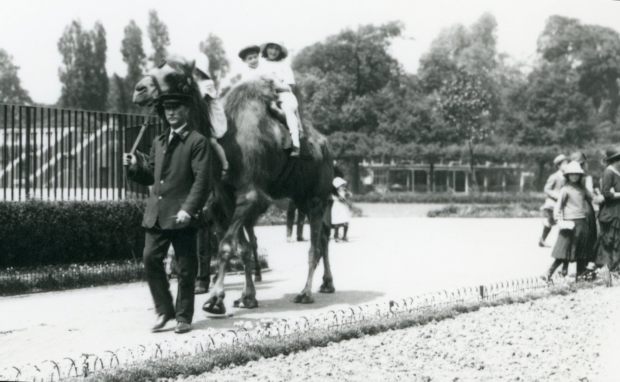 To unge besøgende rider på en baktrisk kamel, ledet af en målmand, i London Zoo, august 1922 (bw foto) af Frederick William Bond