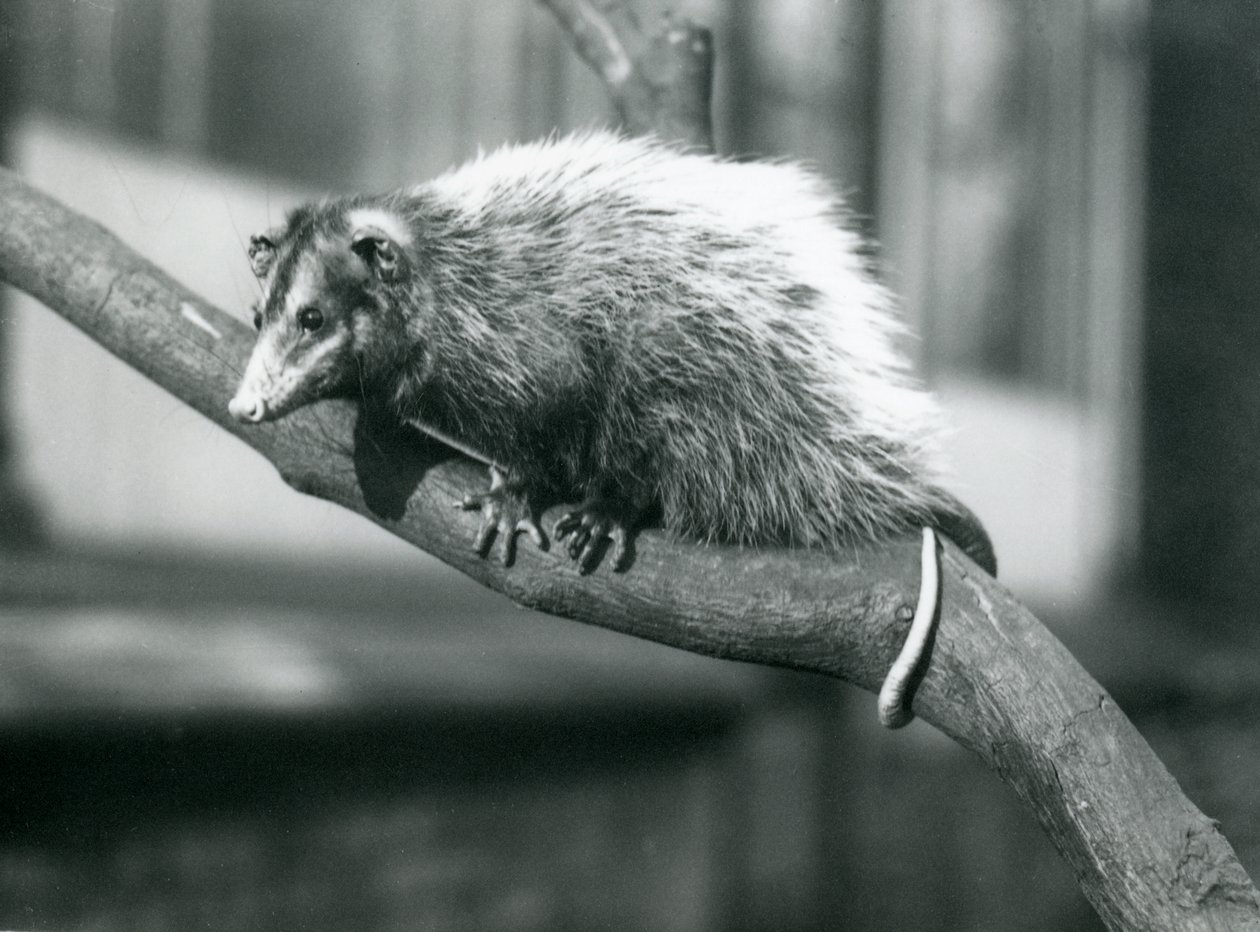 Weids Storøret Opossum på en gren i London Zoo, november 1915 af Frederick William Bond