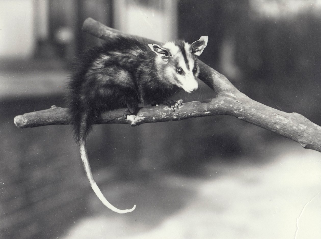 Hvidøreet opossum på en gren i London Zoo, december 1918 af Frederick William Bond