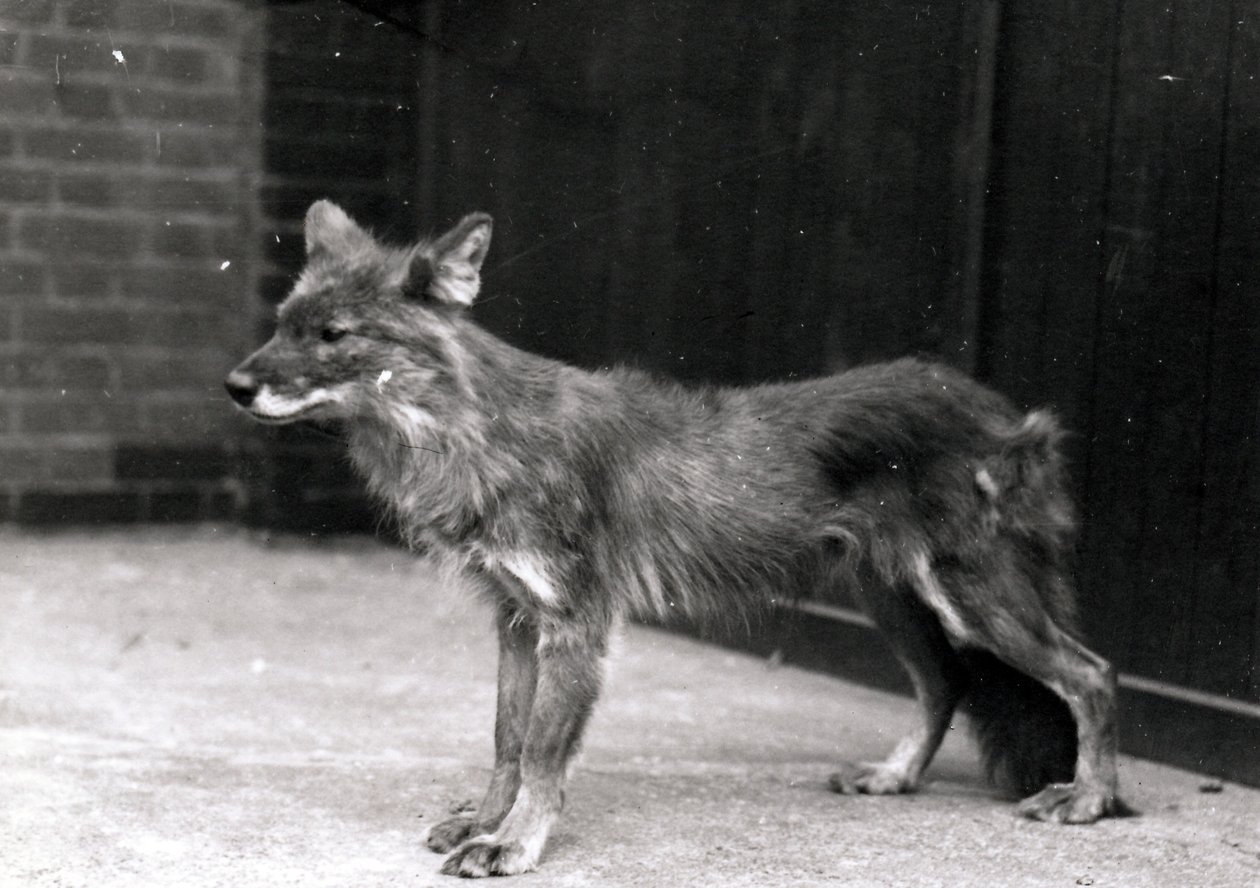 Vild hund i ZSL London Zoo af Frederick William Bond