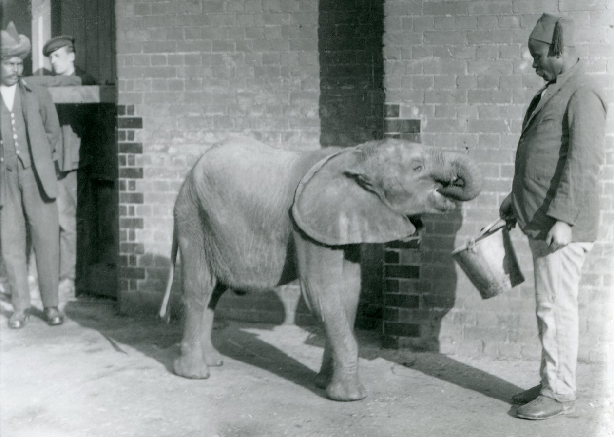 Den unge afrikanske elefant Kiberenge bliver fodret af Darisha, mens Syed Ali ser på i baggrunden, London Zoo, september 1923 (bw foto) af Frederick William Bond