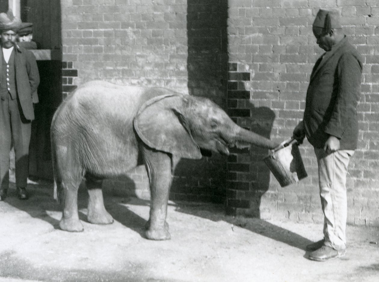 Den unge afrikanske elefant Kiberenge bliver fodret af Darisha, mens Syed Ali ser på i baggrunden, London Zoo, september 1923 (bw foto) af Frederick William Bond