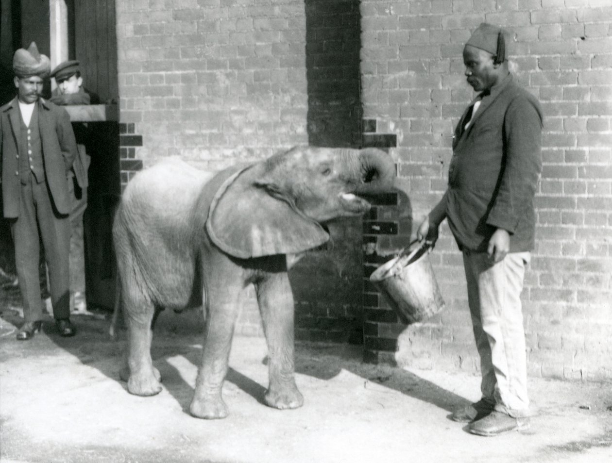 Den unge afrikanske elefant Kiberenge bliver fodret af Darisha, mens Syed Ali ser på i baggrunden, London Zoo, september 1923 (bw foto) af Frederick William Bond