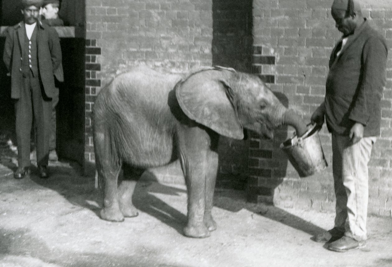 Den unge afrikanske elefant Kiberenge bliver fodret af Darisha, mens Syed Ali ser på i baggrunden, London Zoo, september 1923 (bw foto) af Frederick William Bond