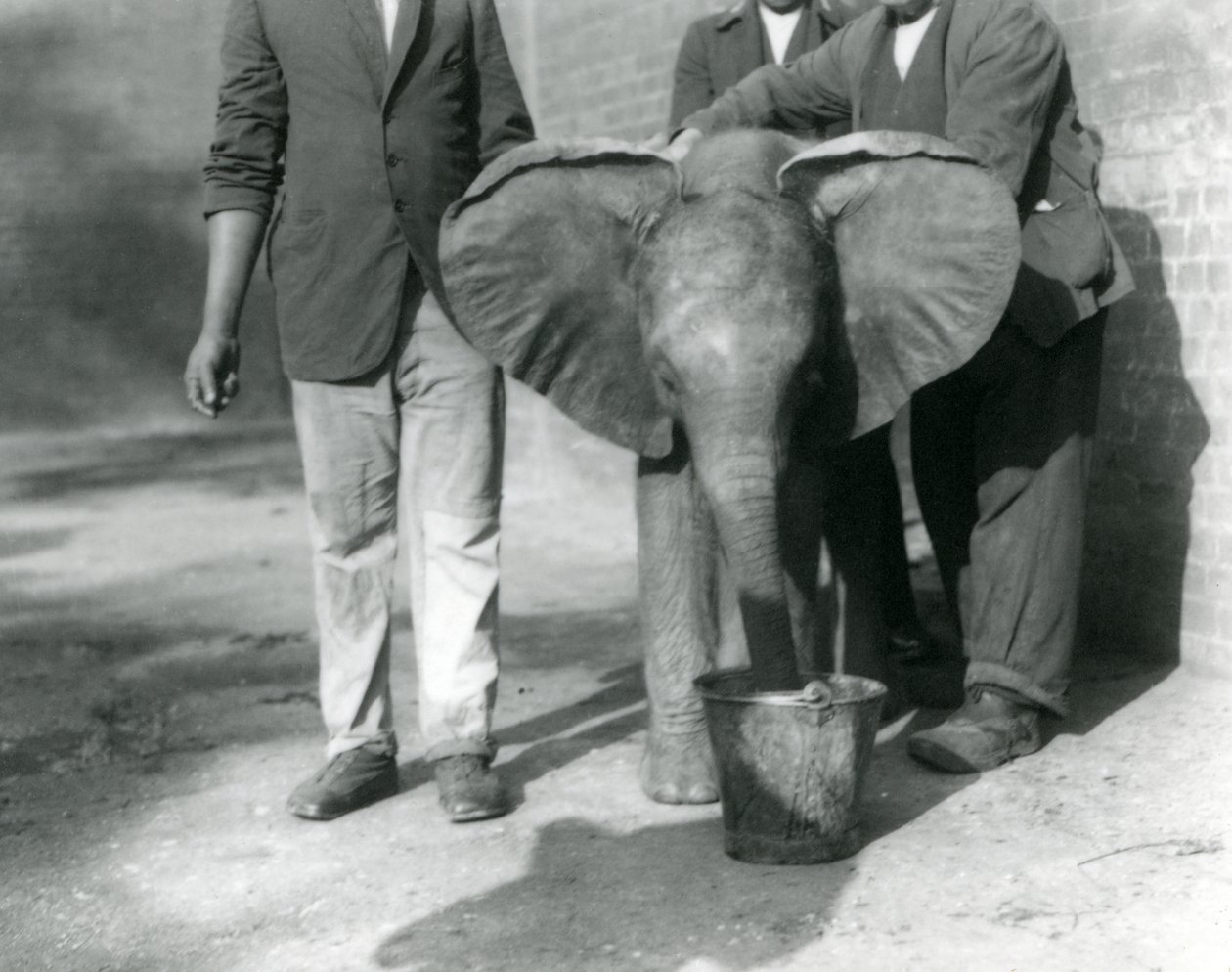 Den unge afrikanske elefant Kiberenge får en drink af Darish og hans vogtere, London Zoo, september 1923 (bw foto) af Frederick William Bond