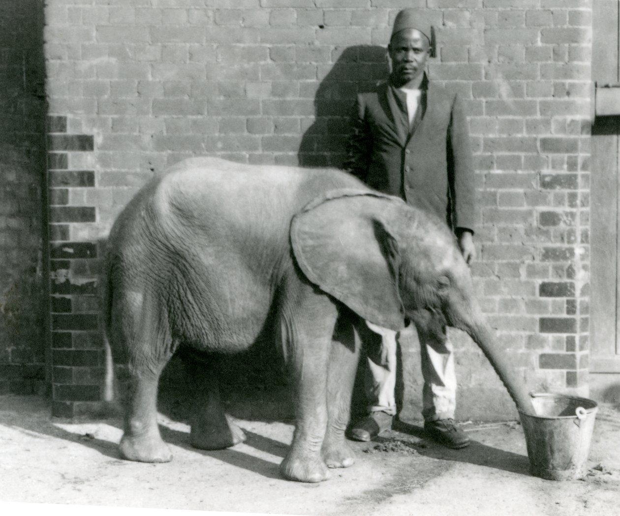 Den unge afrikanske elefant Kiberenge får en drink af Darisha, London Zoo, september 1923 (bw foto) af Frederick William Bond