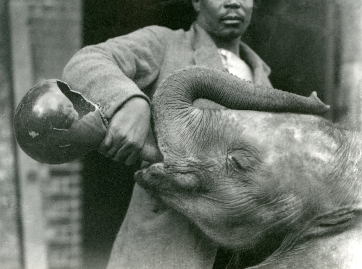 Den unge afrikanske elefant Kiberenge får en drink af Darisha, mens Syed Ali ser på i baggrunden, London Zoo, september 1923 (bw foto) af Frederick William Bond