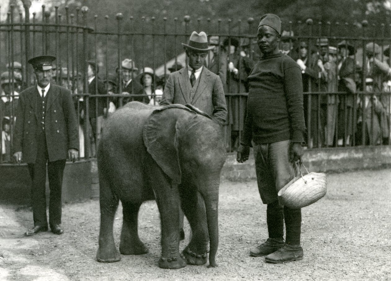 Ung afrikansk elefant Kiberenge med træner Darisha, en målmand og en anden mand, med skarer af besøgende, der kigger på fra den anden side af indhegningens barer, London Zoo, september 1923 (bw foto) af Frederick William Bond
