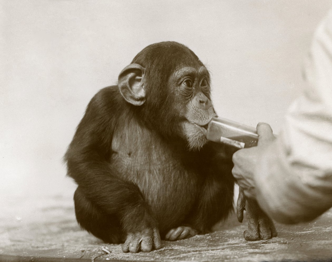 Ung chimpanse 