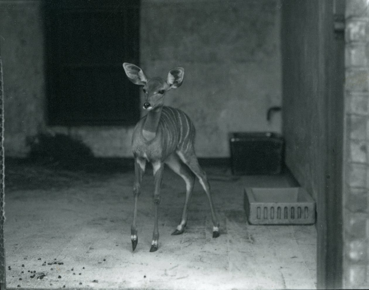 Young Lesser Kudu i London Zoo, 1914 af Frederick William Bond