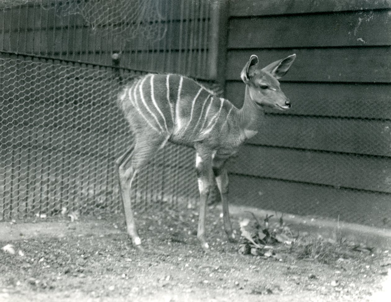 Young Lesser Kudu i London Zoo, 1914. af Frederick William Bond