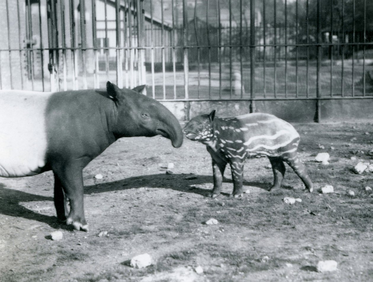 Ung malaysisk Tapir med sin mor i London Zoo, 5. oktober 1921 af Frederick William Bond