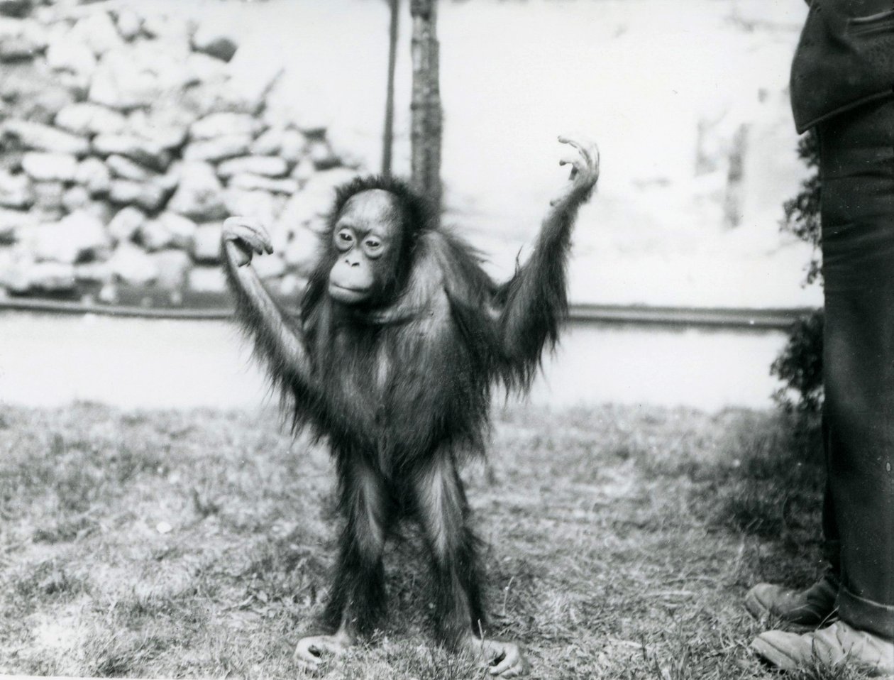 Ung orangutang i London Zoo, juni 1915 af Frederick William Bond