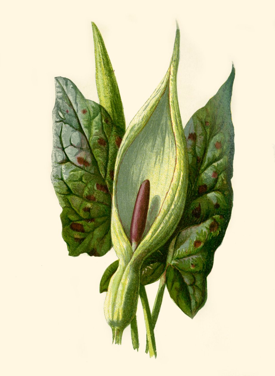 Arum eller Gøgepint, 1877. af Frederick Edward Hulme