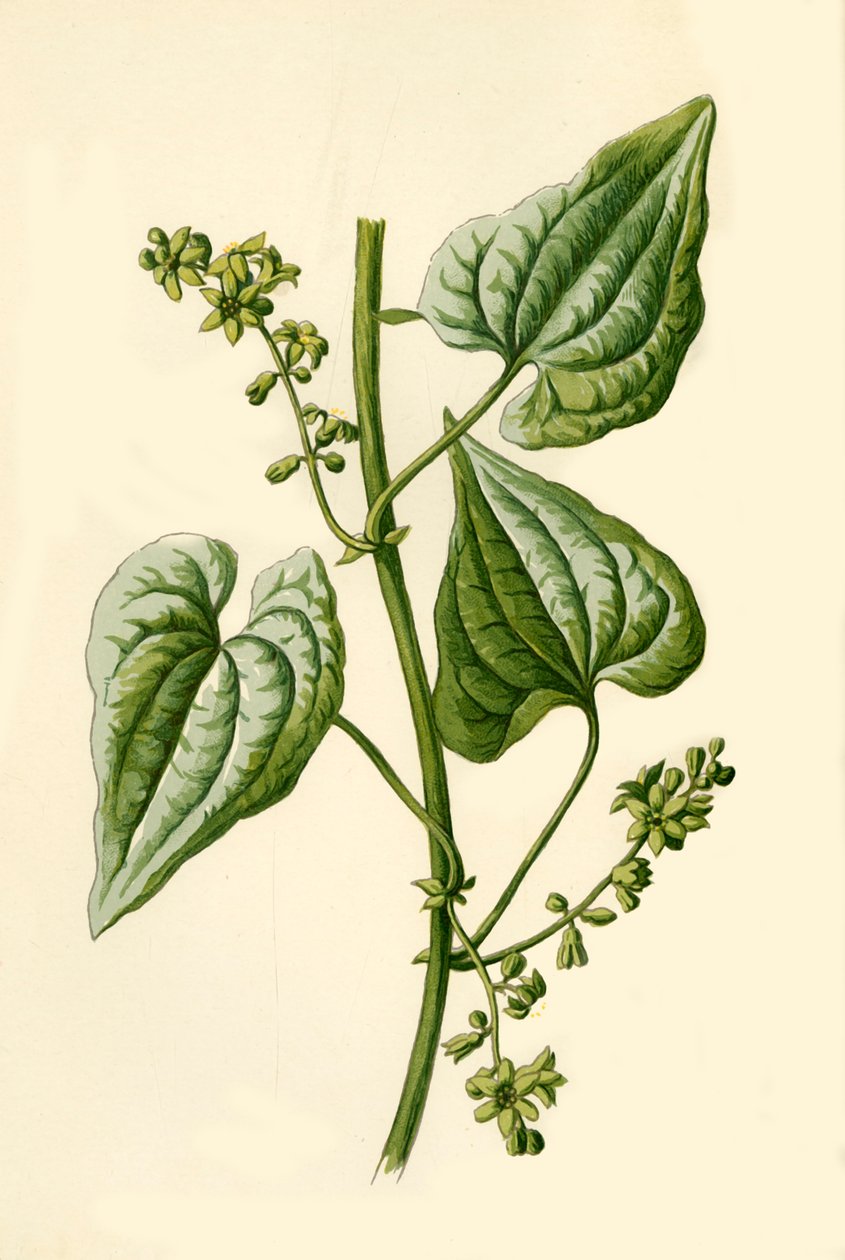 Black Bryony, 1877. af Frederick Edward Hulme