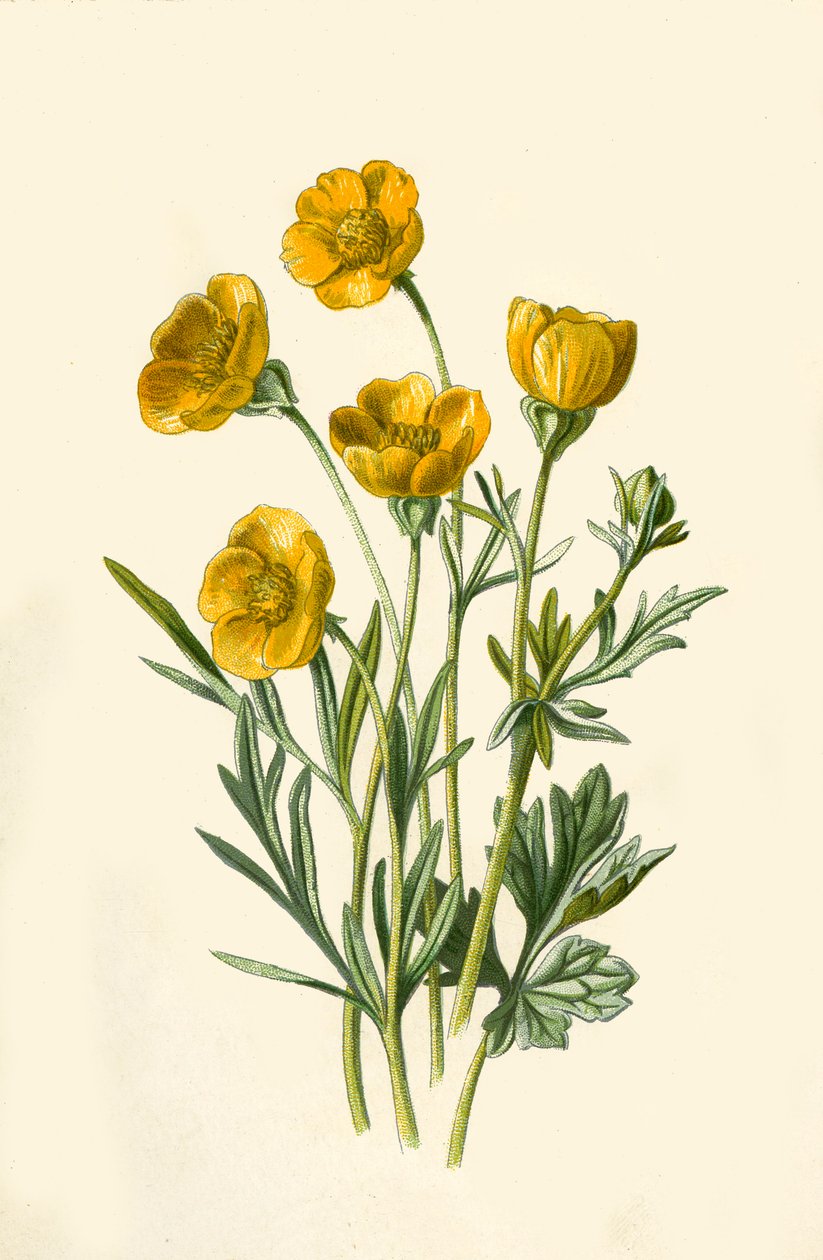 Løglig kragefod, 1877. af Frederick Edward Hulme