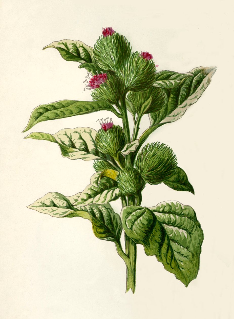 Burdock, 1877. af Frederick Edward Hulme