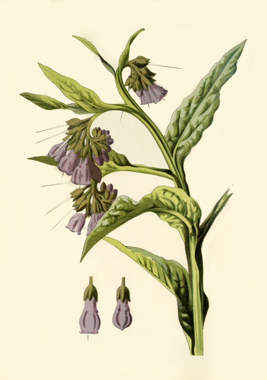 Comfrey, 1877. af Frederick Edward Hulme