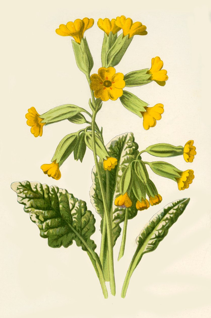Cowslip, 1877. af Frederick Edward Hulme