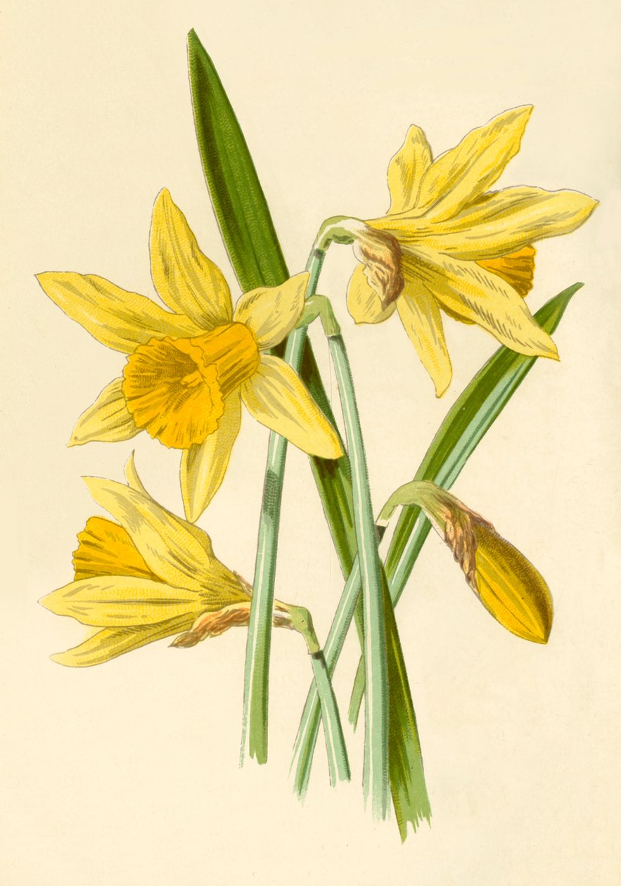 Påskelilje, 1877. af Frederick Edward Hulme