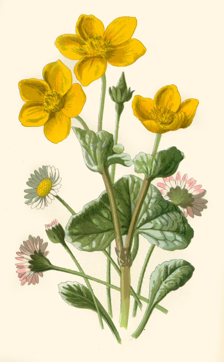 Daisy & Marsh-Marigold, 1877. af Frederick Edward Hulme