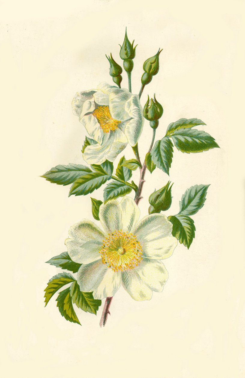 Markrose, 1877. af Frederick Edward Hulme