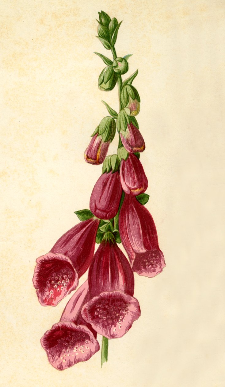 Foxglove, 1877. af Frederick Edward Hulme