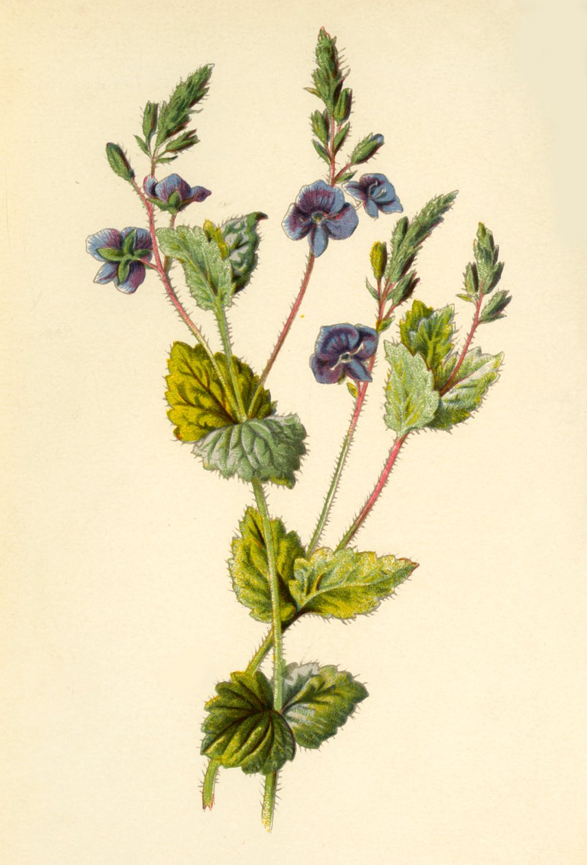 Germander Speedwell, 1877. af Frederick Edward Hulme