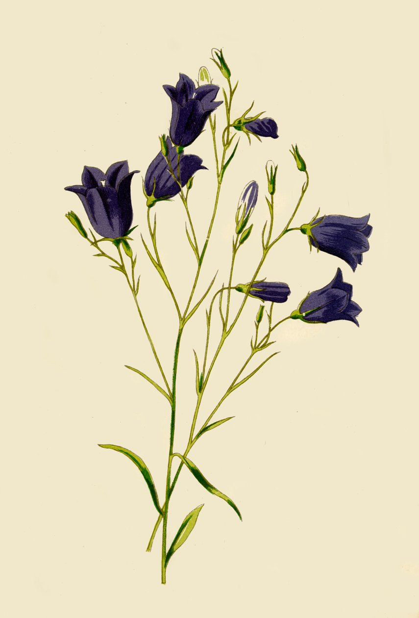 Harebell, 1877. af Frederick Edward Hulme