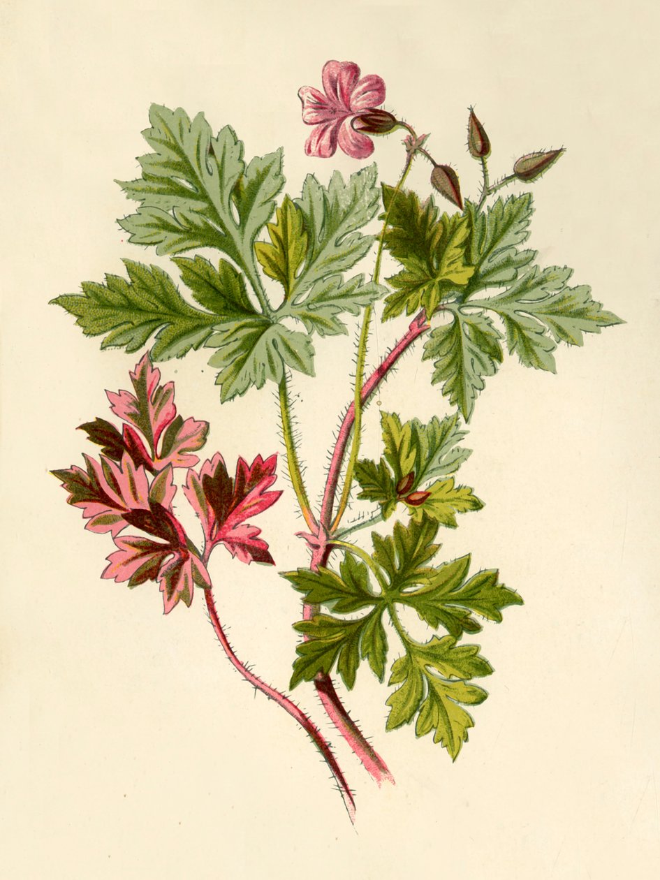 Herb-Robert, 1877. af Frederick Edward Hulme