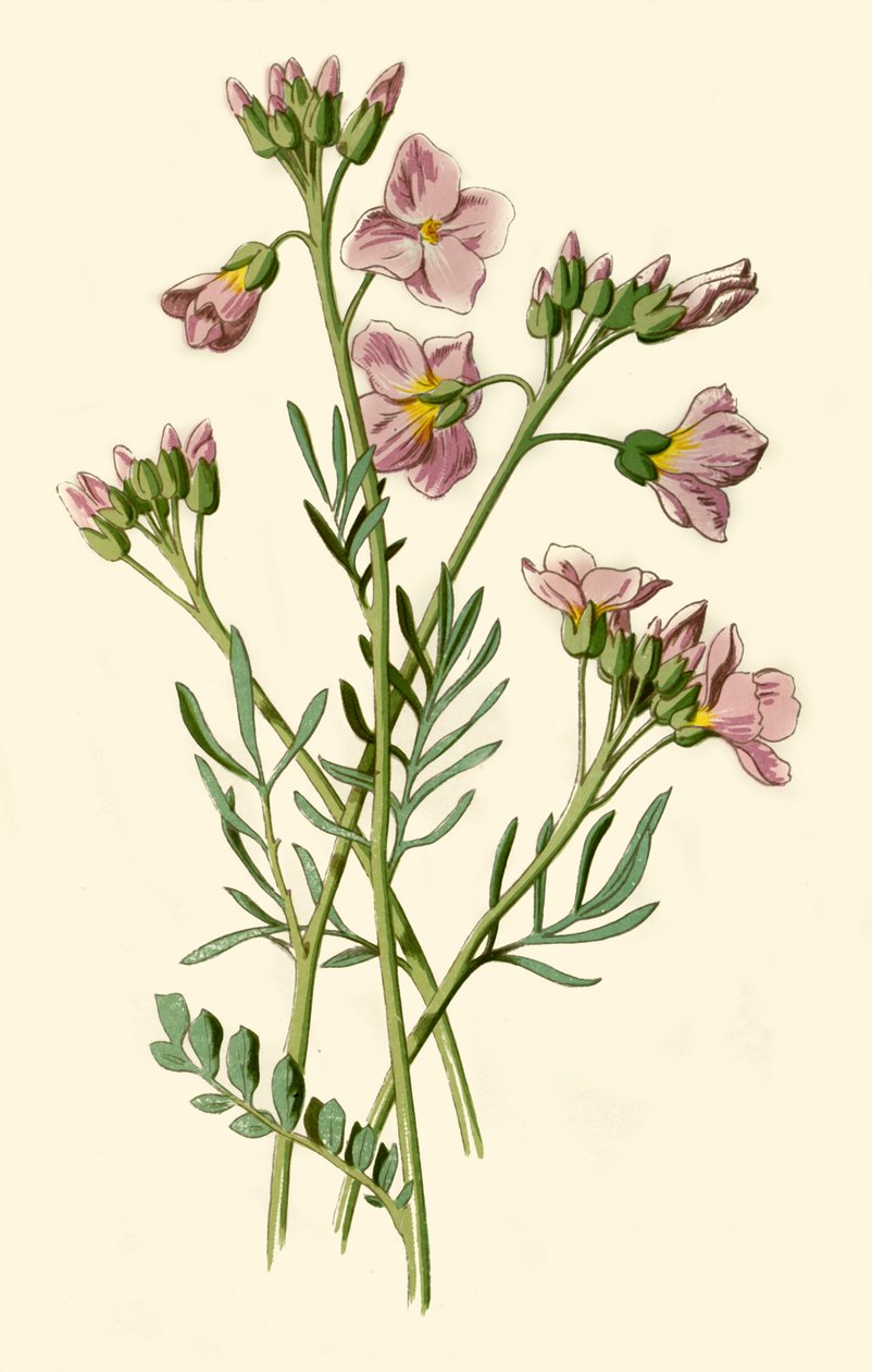 Ladys kittel, bitterkarse eller gøgeblomst, 1877. af Frederick Edward Hulme