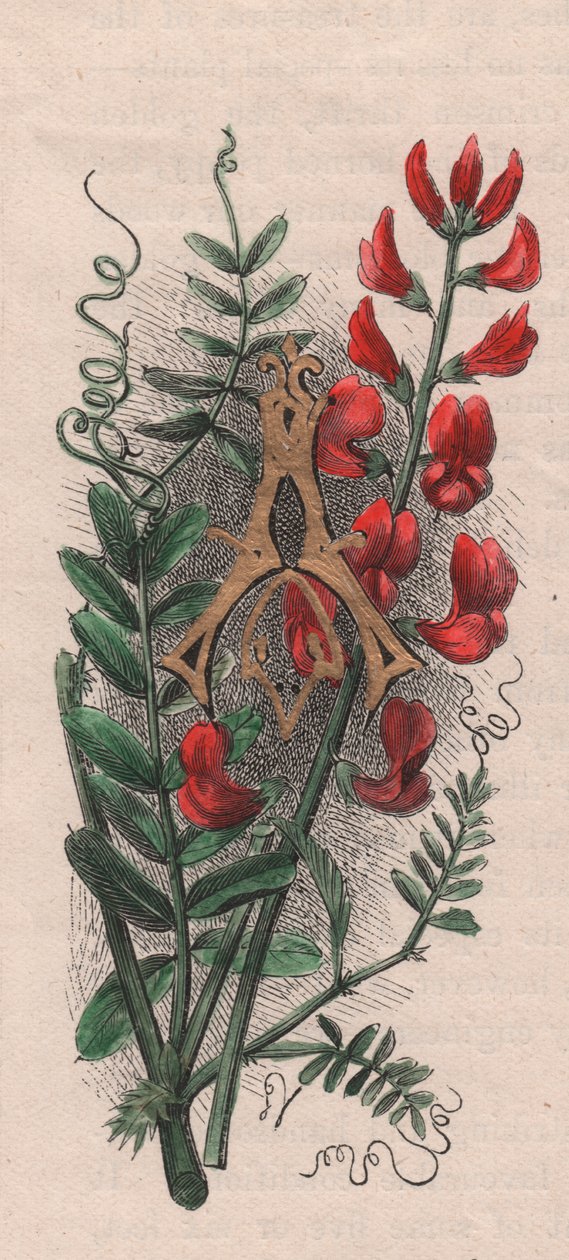 Bogstav A, drop cap-bogstav, akvarelgravering, cm 10x5, af Frederick Edward Hulme (1841-1909) fra The familiar Garden Flower, ca. 1880 af Frederick Edward Hulme